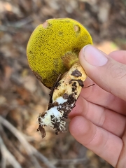 Aureoboletus flaviporus