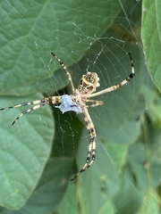 Argiope argentata