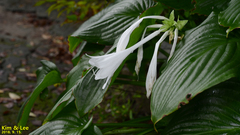 Hosta