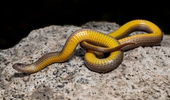 Tantilla ceboruca