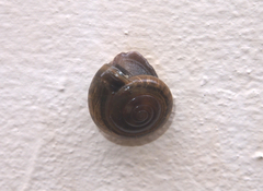 Macrochlamys nitidissima