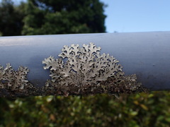 Austroparmelina labrosa