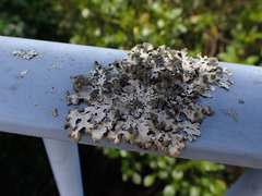 Austroparmelina labrosa