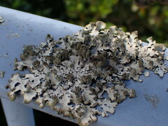 Austroparmelina labrosa