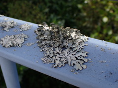 Austroparmelina labrosa