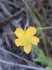 Oxalis perennans