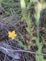 Oxalis perennans
