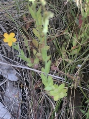 Oxalis perennans