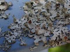 Austroparmelina labrosa