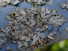 Austroparmelina labrosa