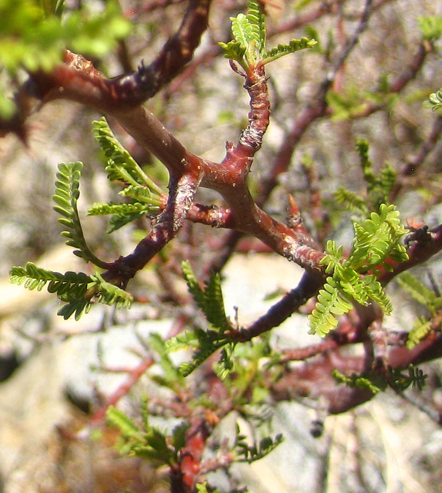 Burseraceae