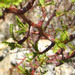 Bursera - Photo (c) Ron, some rights reserved (CC BY-ND)