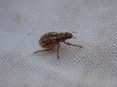 Strophosoma melanogrammum