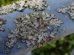 Austroparmelina labrosa