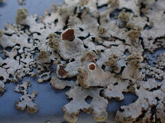 Austroparmelina labrosa