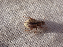 Strophosoma melanogrammum