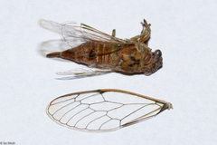 Cicadidae