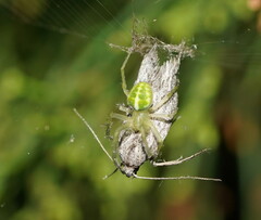Araneus circulissparsus