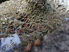 Xanthoparmelia scabrosa