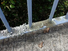 Xanthoparmelia scabrosa