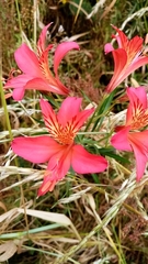 Alstroemeria ligtu ligtu