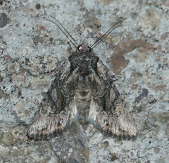 Lacinipolia sareta
