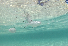 Trachinotus ovatus