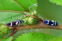 Macugonalia leucomelas