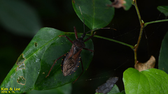 Isyndus obscurus