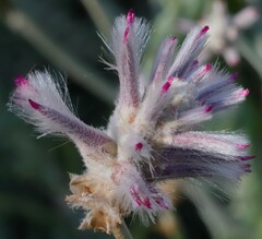 Ptilotus sessilifolius