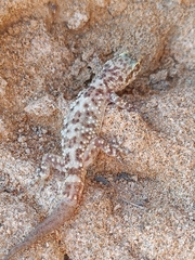 Hemidactylus turcicus