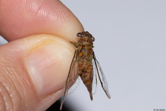 Cicadidae