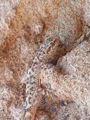 Hemidactylus turcicus