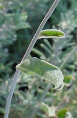 Ptilotus sessilifolius