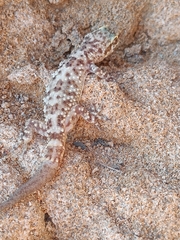 Hemidactylus turcicus