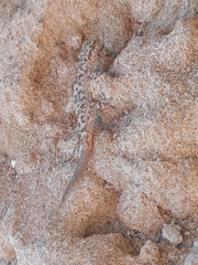 Hemidactylus turcicus