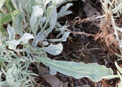 Ptilotus sessilifolius