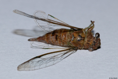 Cicadidae