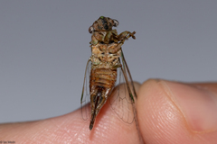 Cicadidae