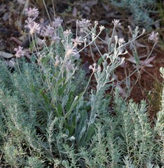 Ptilotus sessilifolius