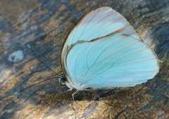 Itaballia demophile centralis