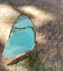 Itaballia demophile centralis