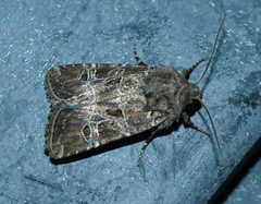 Lacinipolia spiculosa