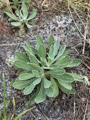Chrysopsis scabrella
