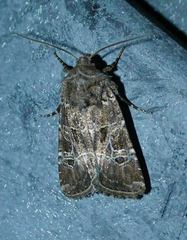 Lacinipolia spiculosa
