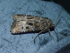 Lacinipolia spiculosa