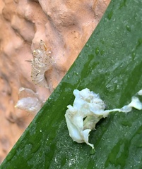 Leptophobia aripa elodia