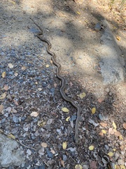 Philodryas chamissonis