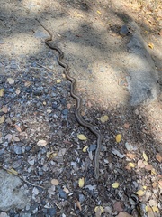 Philodryas chamissonis