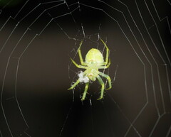 Araneus circulissparsus